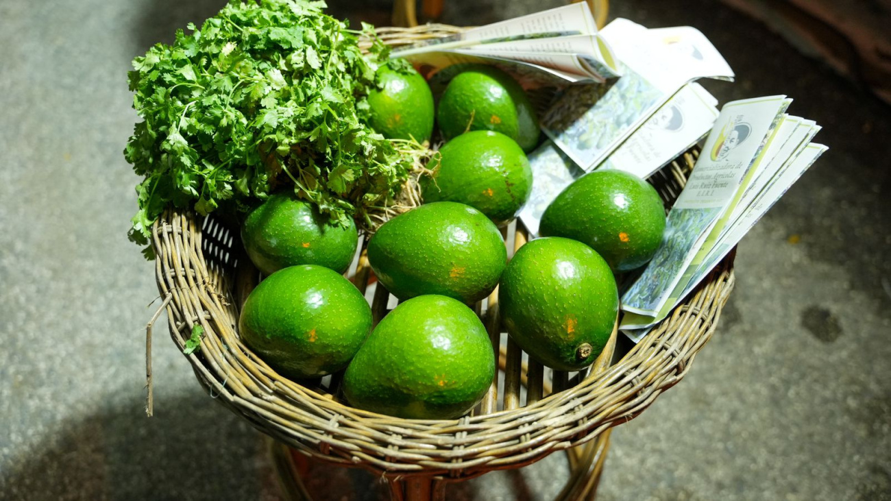 FEDA muestra interés de impulsar la producción del aguacate dominicano