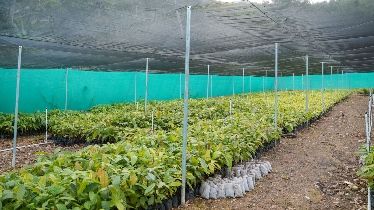 FEDA realiza programas de apoyo a productores de cacao en la región Sur